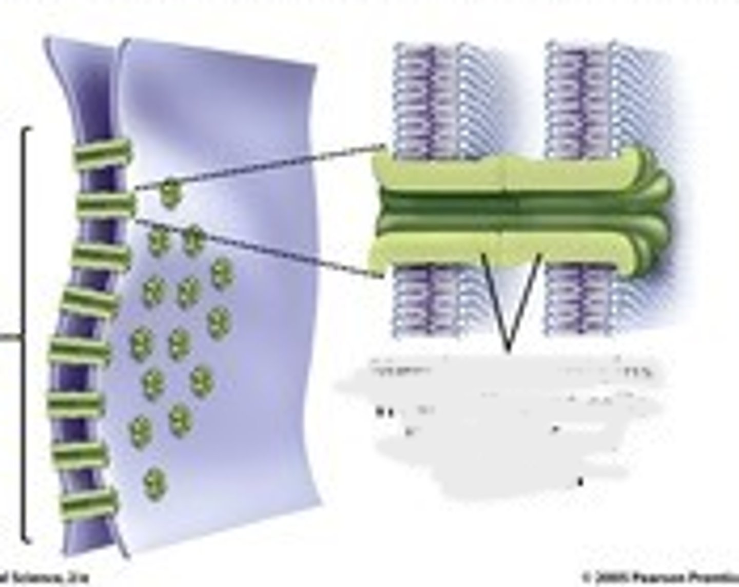 <p>what is a small protein channel that allows small polar materials to pass between cells? it is an important coordinating function (intercalated disks- cardiac muscle)</p>