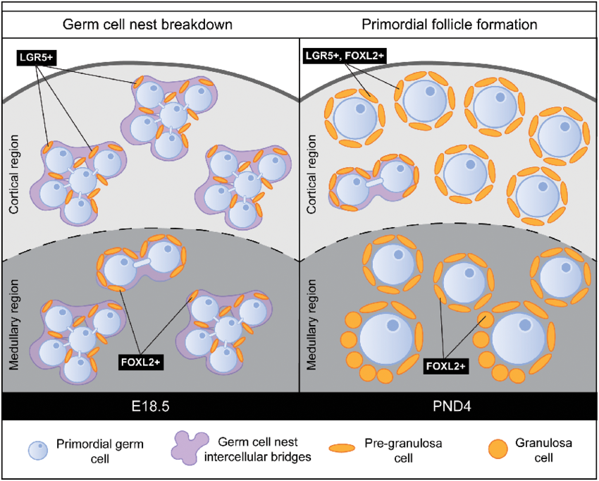 <p>cluster of cells within organs or tissues</p>