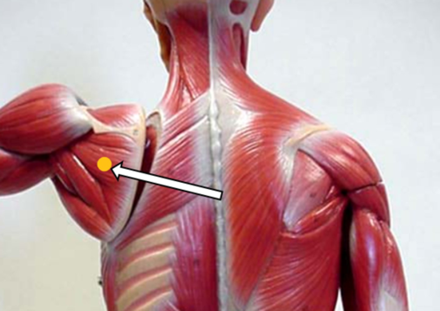 <p>infraspinatus (function)</p>