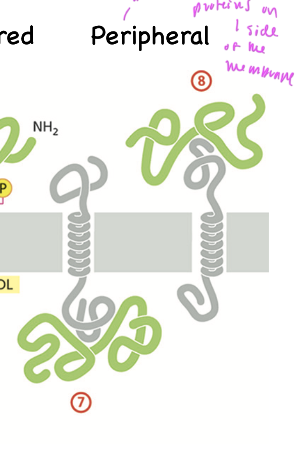 <p>are bound to integral proteins on the interior of the plasma membrane and are on one side of the membrane</p>