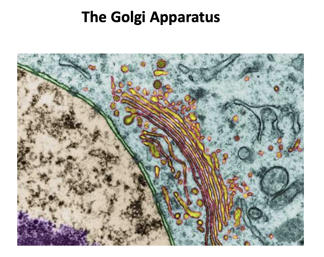 <ul><li><p>Found next to the nuclear envelope</p></li><li><p>stack of flattened fenestrated (with holes) membrane sacks (cisternae)</p><ul><li><p>each with its own lumen</p></li><li><p>number of cisternae→ variable</p><ul><li><p>depends on how much protein secretion the cell does</p></li><li><p>6 or 3 or 20</p></li></ul></li></ul></li><li><p>Have polarity:</p><ul><li><p>Cis→ medial→ trans</p><ul><li><p>cis (closest to the nuclear envelope)</p></li></ul></li><li><p>with different functions and partly distinct protein and lipid complements</p></li></ul></li></ul><p></p>