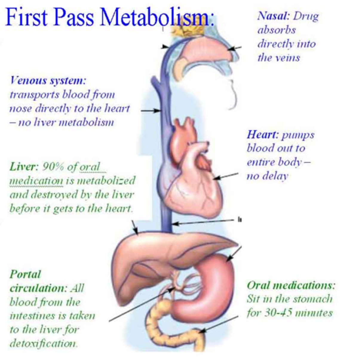 <p>- Absorbability of a drug</p><p>- First pass effect REDUCES the bioavailability of the drug</p>