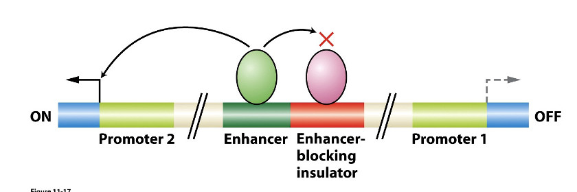 enhancer with enhancer binding protein bound to it

evolved to control promoter 2, but other nearby promoters like promoter 1 can be activated by that enhancer

_ prevents promiscuous activation of promoters by an enhancer - prevents folding so the enhancer can’t activate another promoter