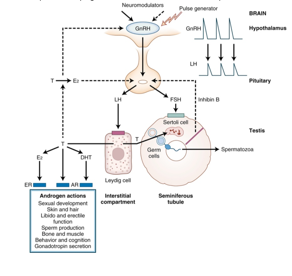 <p>Secreted by hypothalamus; stimulates LH and FSH release from anterior pituitary. Negatively inhibited by LH and FSH.</p>