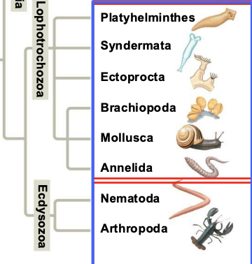 <p>Protostomes</p>