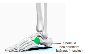 <p><span>quel est cette partie? tarse</span></p>