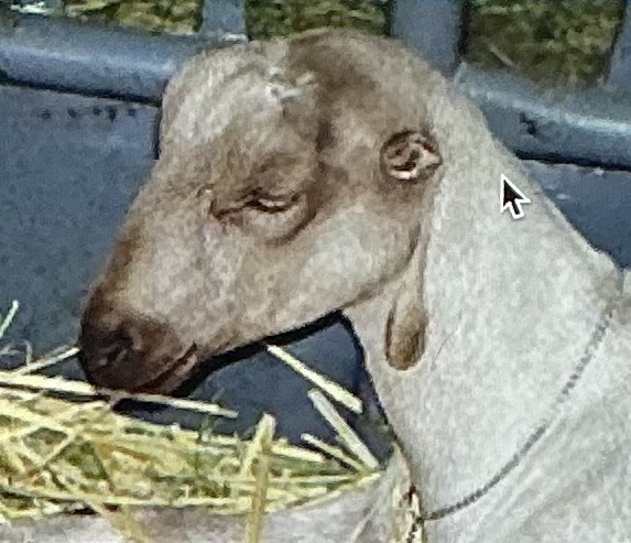 <p>Milk; Gopher ear or Elf ear, High component milk, High fat</p>