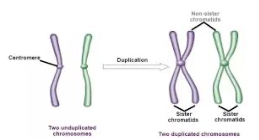 <ul><li><p><strong>Within homologous pairs, chromatids of one chromosome are non-sister chromatids to other chromosome in pair</strong></p><ul><li><p>Non-sister chromatids exchange DNA with each other in process called <span style="color: blue;"><strong>crossing over</strong></span></p></li><li><p>Process INCREASES genetic variability </p></li></ul></li></ul><p></p>