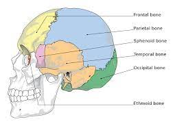 <p>posterior to lacrimal bone</p>