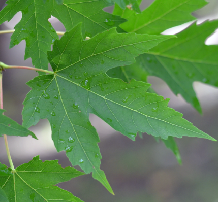 <p><em>Acer saccharinum</em></p>