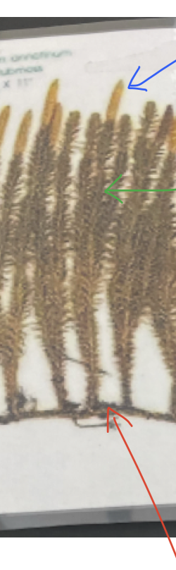 what is the green arrow pointing to?