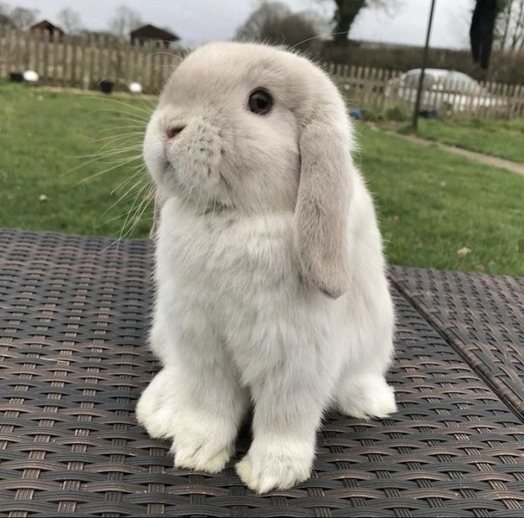 <p>Rabbits</p>