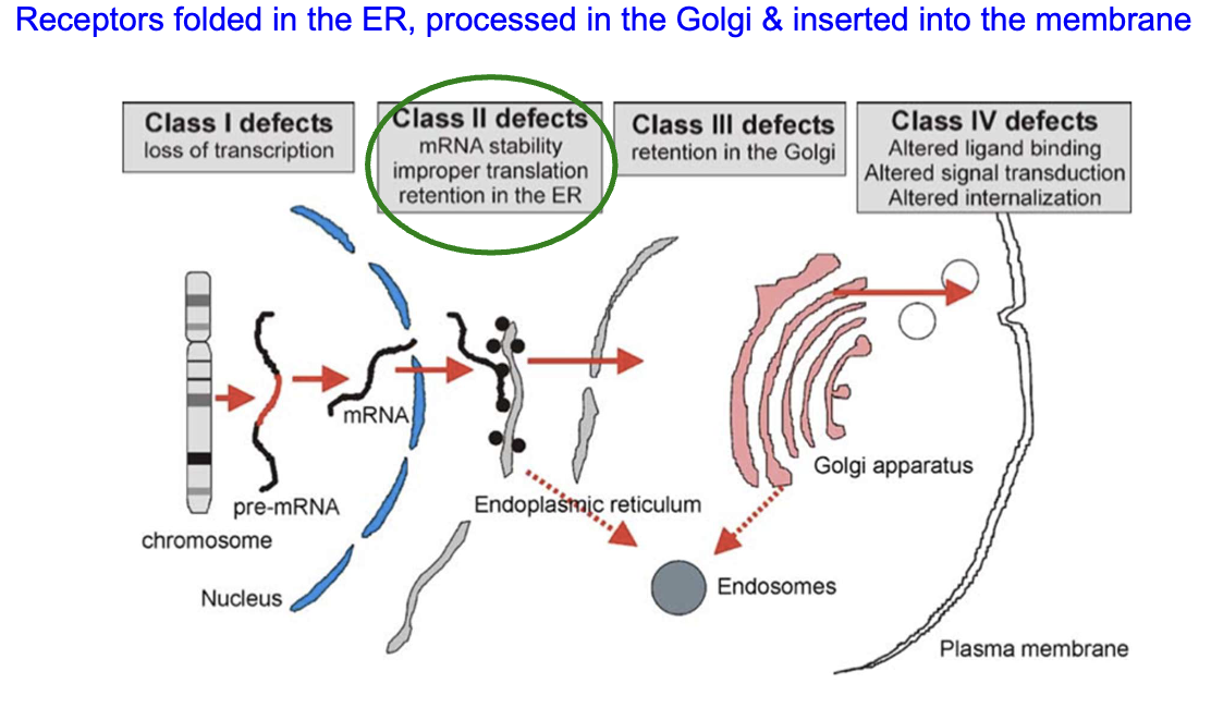 <ul><li><p><strong>Class 1:</strong> Loss of transcription</p></li><li><p><strong>Class 2:</strong> mRNA instability, improper translation, retention in the ER</p></li><li><p><strong>Class 3:</strong> Retention in the Golgi</p></li><li><p><strong>Class 4:</strong> Altered ligand binding, altered signal transduction, altered internalization</p></li></ul><p></p>