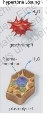 <p>Hypertone Umgebung </p>