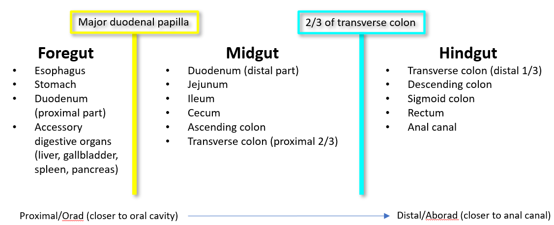 <p>It is divided into <strong>foregut, midgut, and hindgut</strong> based on <strong>blood supply</strong>.</p>