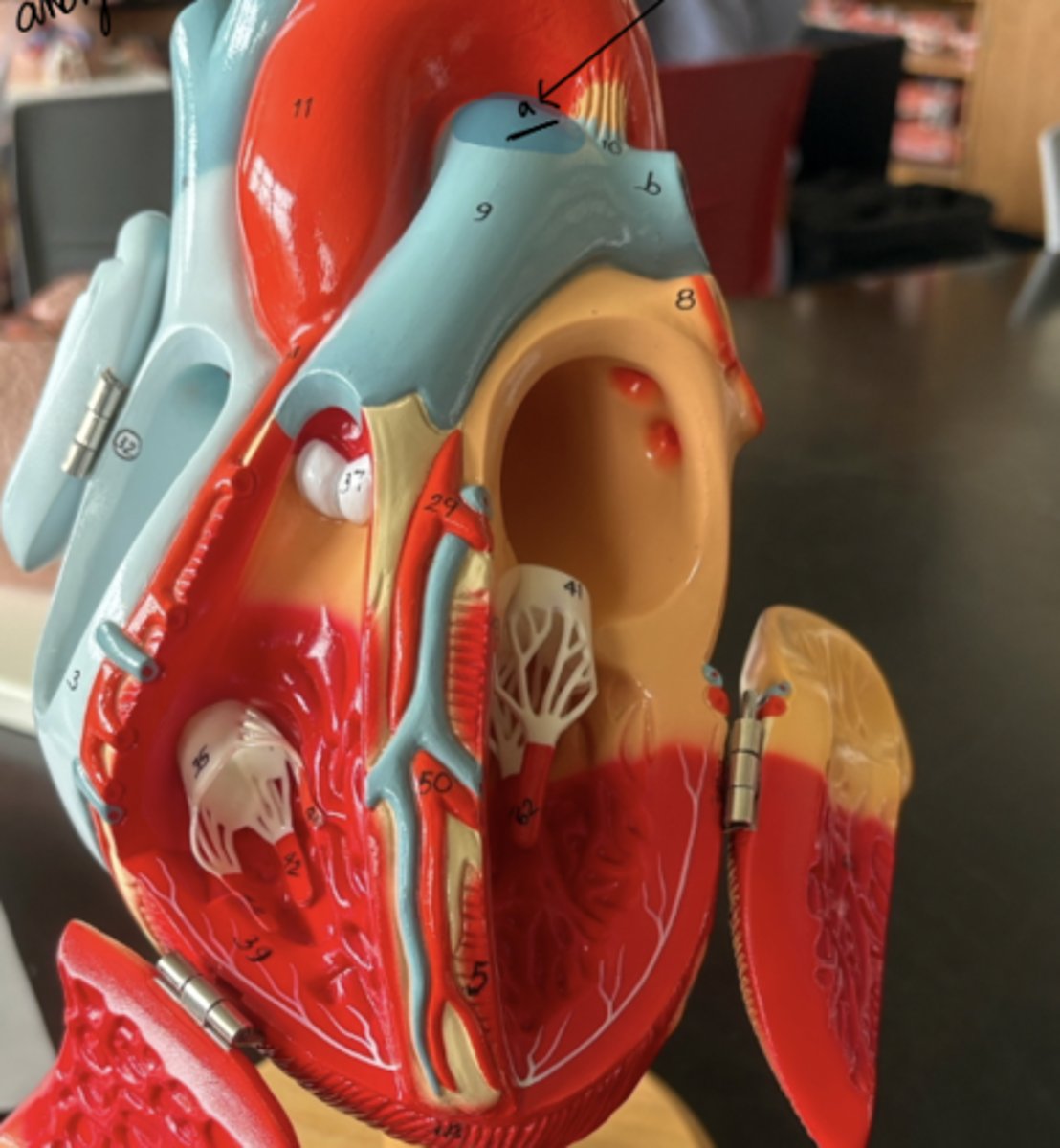 knowt flashcard image