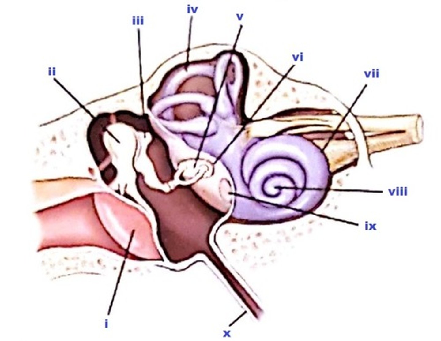 <p>The internal acoustic meatus is labeled as:</p><p>a. vi.</p><p>b. vii.</p><p>c. x.</p><p>d. ix.</p>
