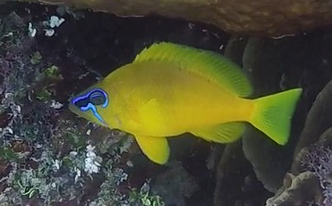 <p>bodu and fins bright yellow (can be more orangey color)</p><p>Blackish blotch on snout and jaws surrounded by bright blue lines</p><p>may have blue lines behind eyes and at base of the opercle</p><p>dorsal and pelvic fins can have blue margins</p>