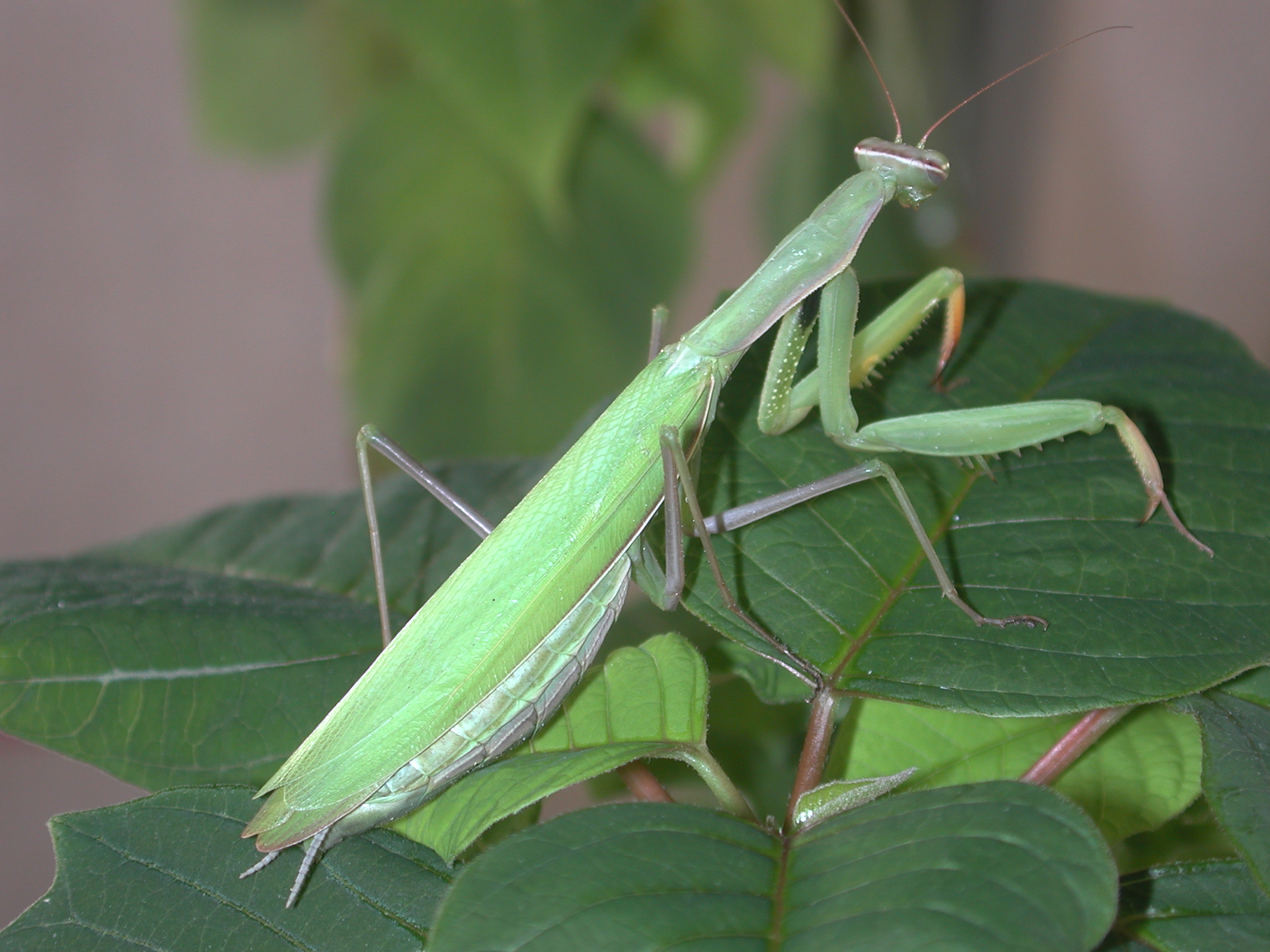 <p>Mantids</p>