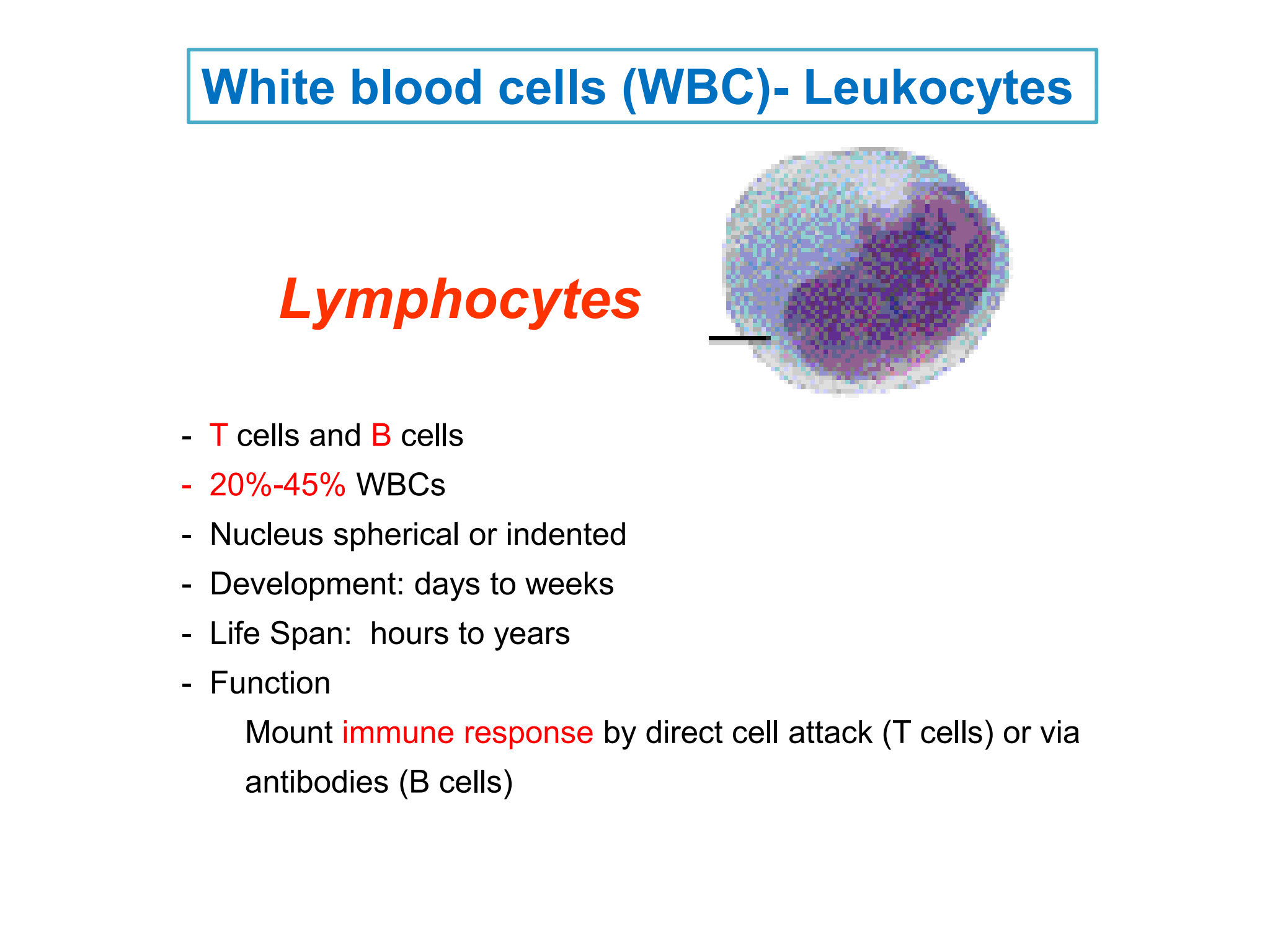 <p>Lymphocytes</p>