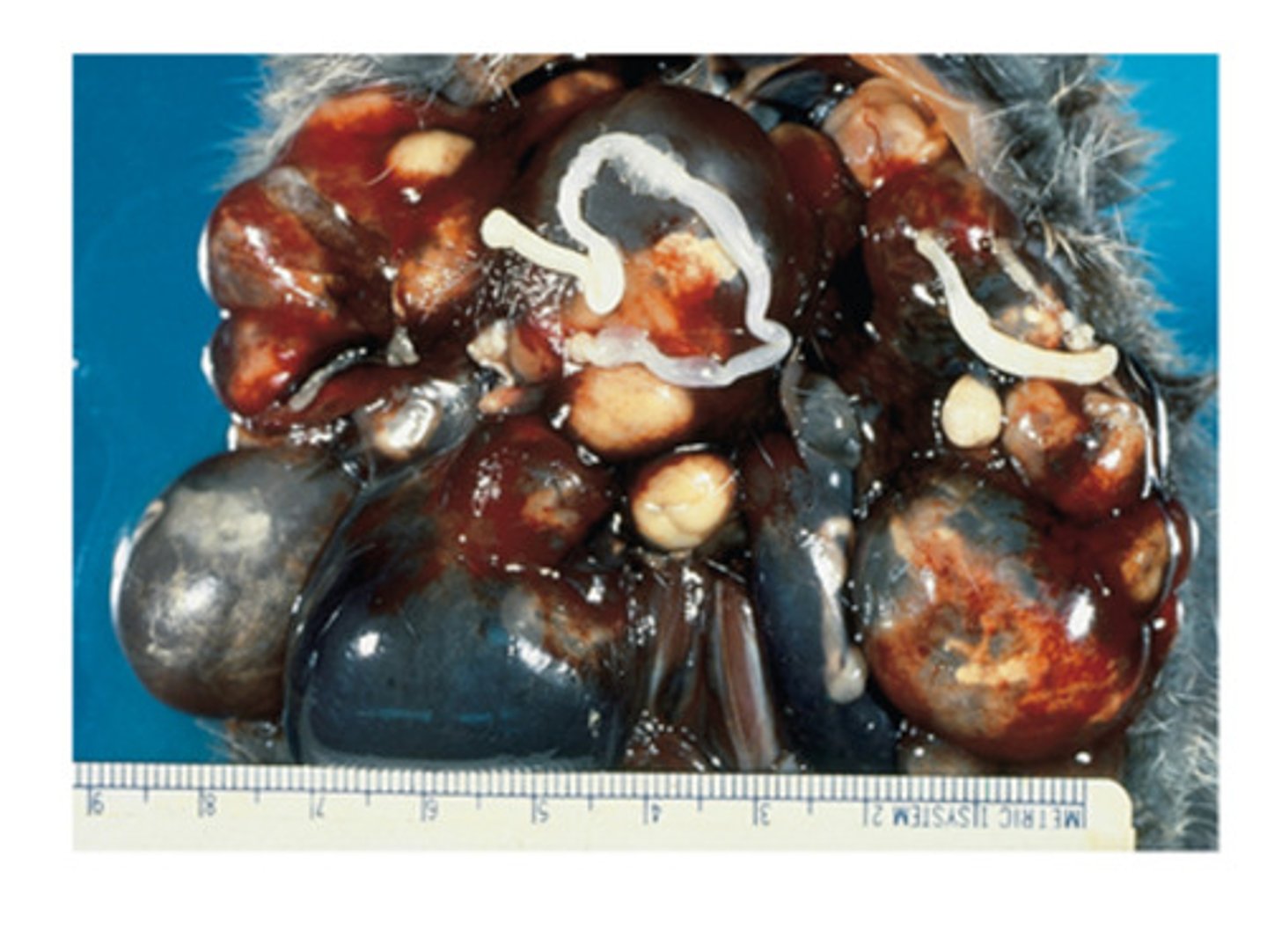 <p>The strobilocercus seen in the liver of the rodent intermediate host is called</p>