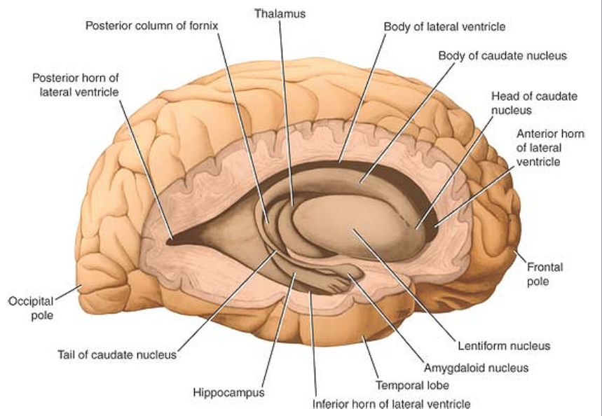 <p>ciałem migdałowatym </p>