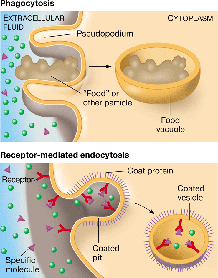 <p>movement of molecules into a cell by the infolding of protein-containing vesicles with receptor sites specific to the molecules being taken in</p>