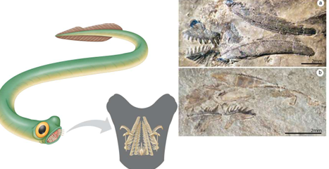 <p>Early vertebrate fossils that:</p><ul><li><p>Used a <strong>muscular pharynx</strong> to suck in prey</p></li><li><p>Had <strong>barbed hooks in the mouth</strong> to secure prey</p></li></ul><p></p>