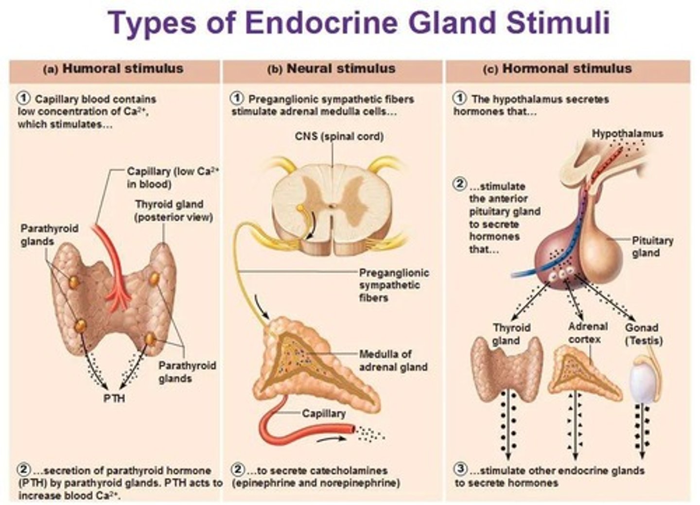 <p>Humoral, Neural, and Hormonal.</p>