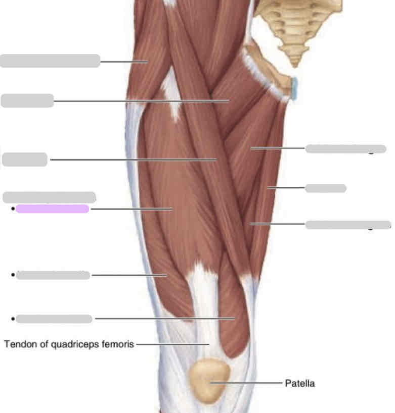 <p>Anterior thigh (superficial)</p>