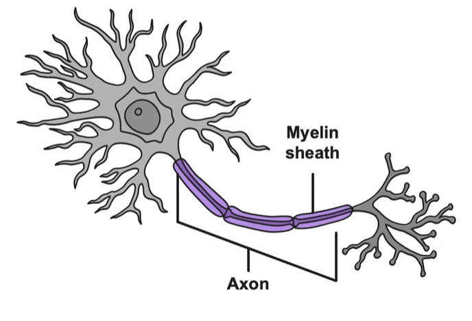 <p>A fatty substance encasing most neurons of the brain.</p><p>-Protects and insulates the axon, speeding up transmission of nerve impulses</p><p>-Disorders caused from deterioration of myelin sheath: Multiple Sclerosis</p><p></p>