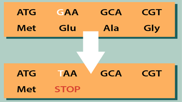 <p><span>a DNA change that causes a protein to stop being made early</span></p>