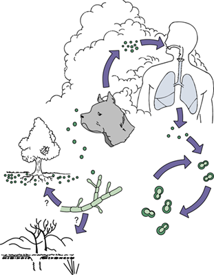 <p>Via <strong>inhalation of spores</strong> from <strong>soil and decaying organic matter</strong>, especially in <strong>damp environments</strong> linked to <strong>occupational or recreational activities</strong>.</p>