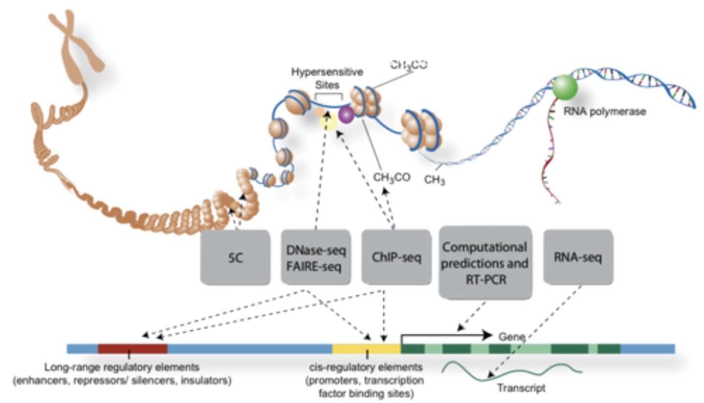 <p>demonstrated that over 80% human genome serves functional purpose </p><p>- 30 research papers published Sept 2012 from 32 labs</p>