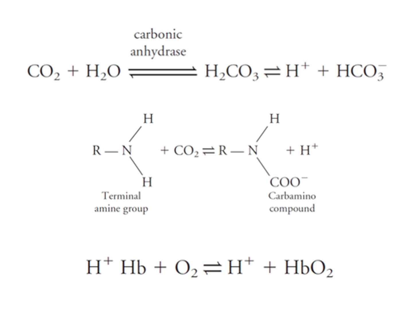 <p>An enzyme present in erythrocytes that catalyzes the conversion of CO2 and H2O into carbonic acid (H2CO3)</p>