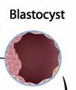 <p>blastocyst</p>