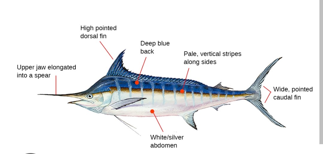 <p>Istiophoridae family</p><p class="has-focus">apex predators that hunt a wide range of prey including tuna, squid, and other fish</p><p class="has-focus">can be identified by their large, powerful build, long bill, and distinctive blue-black coloration on top and silvery whote underside. 15 rows of pale cobalt-colored stripes on their sides</p>