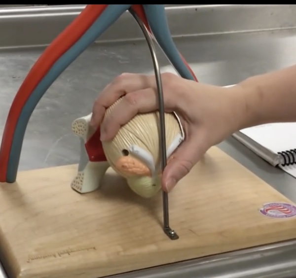 <p>Description: Hollow, expandable organ posterior to the pubic symphysis</p><p>Relationship: Storage for urine</p>