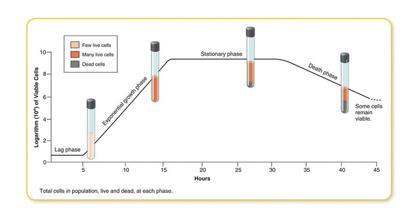 <p>numbers of viable bacteria decrease rapidly</p>