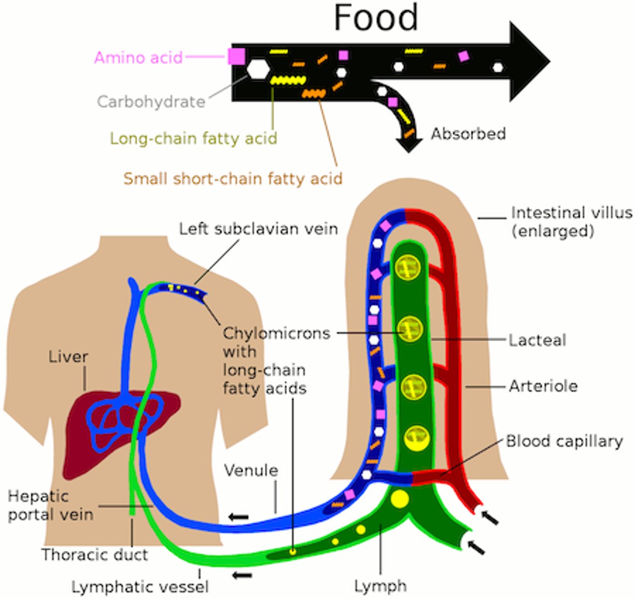 <p>- distributed via lymph to circulation</p><p>- CNS & RBCs cannot use fatty acids (and rely on non-insulin-dependent glucose transporters for glucose uptake)</p><p>- extra FAs: stored as triglycerides => broken-down into: 3 fatty acids & glycerol (glycolytic pathway into glucose)</p><p>- fatty acids are NOT converted into glucose => cannot be used by the brain for energy</p><p>- fatty acid metabolism in liver => ketone metabolites (always present & used for energy)</p>