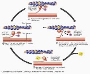<p>which uses most ATP</p>
