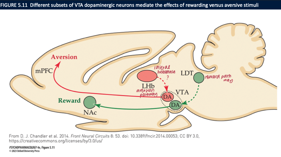 <ol><li><p>arousal</p></li><li><p>locomotor</p></li><li><p>rewarding</p></li><li><p>aversive</p></li></ol><p></p>