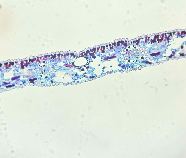 <p>Which structure is being shown?</p>