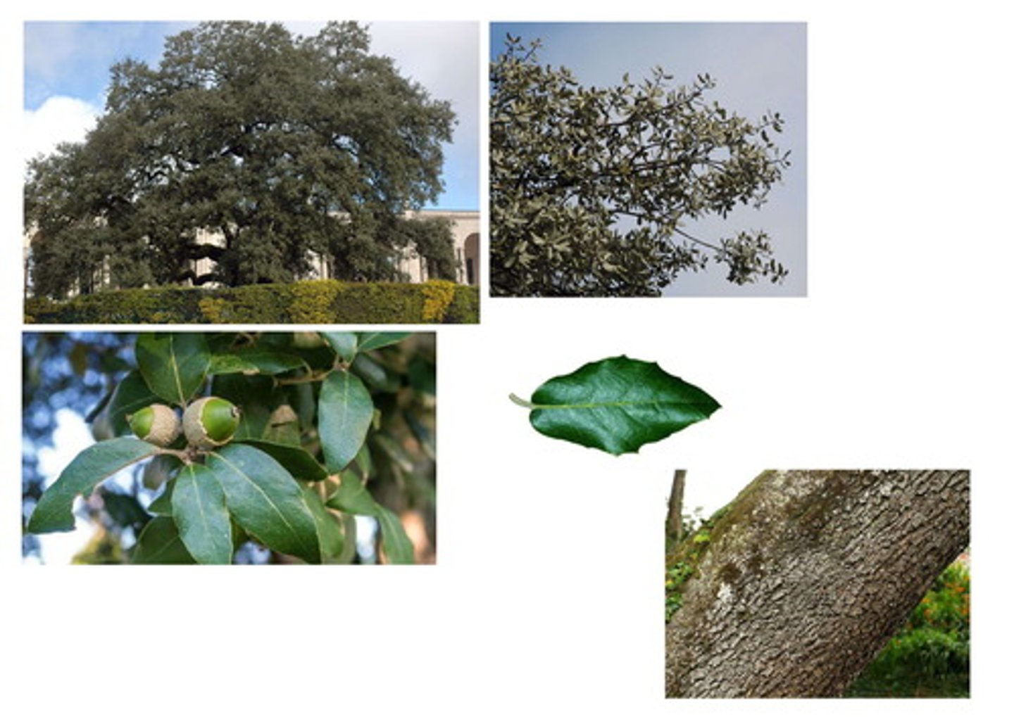<p>Live Oak</p>