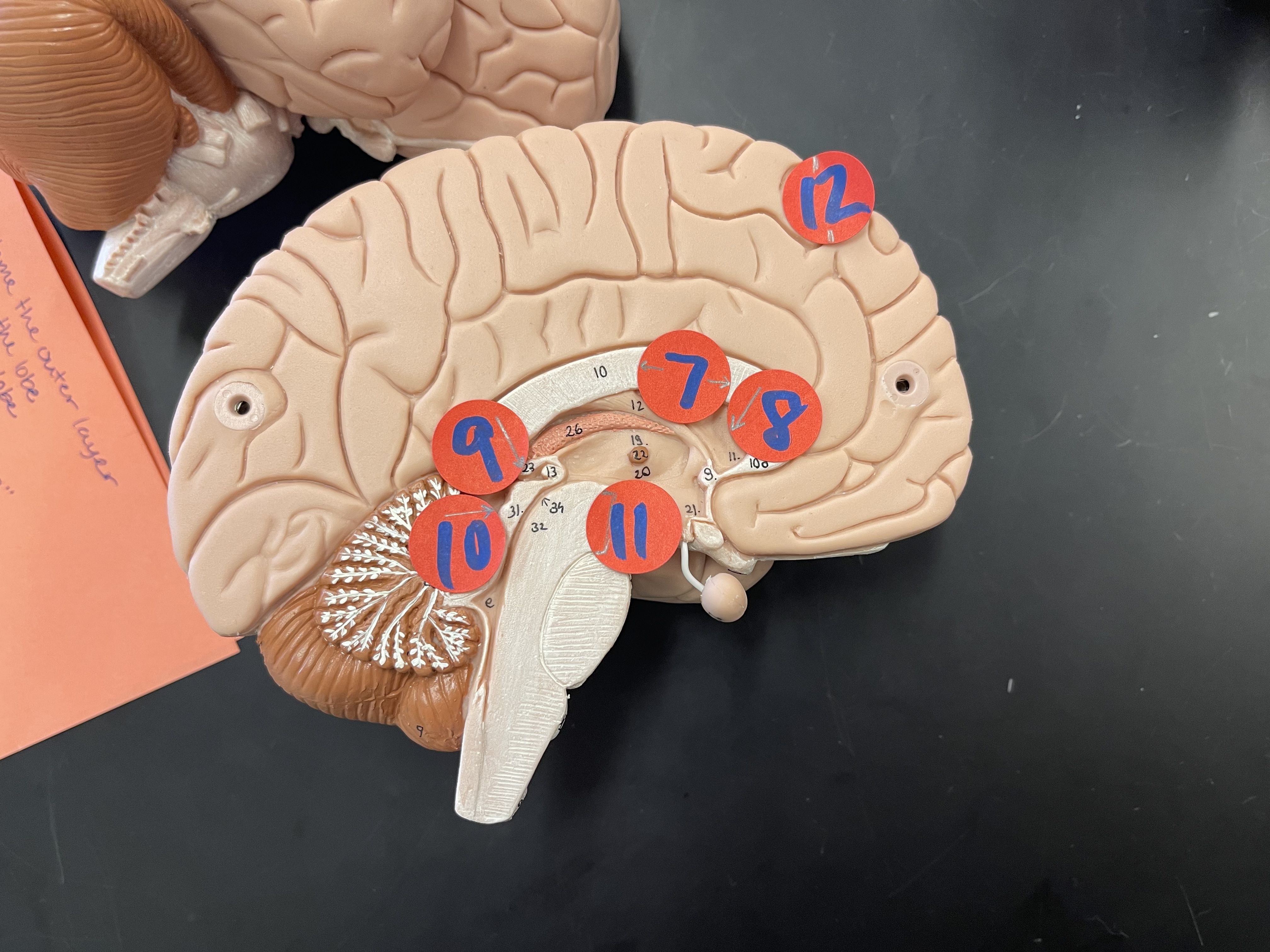 8) what is the membrane here 