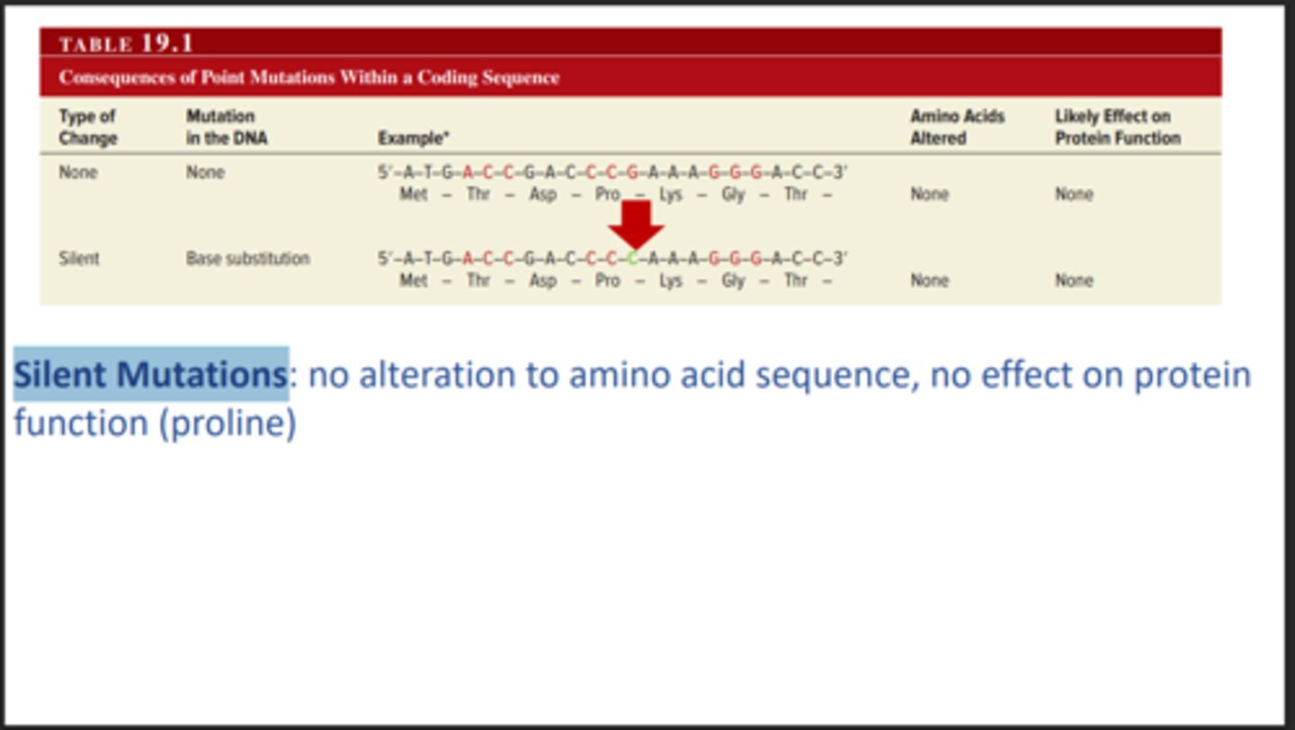 <p>Amino Acid Sequence doesn’t change. No Effect.</p>