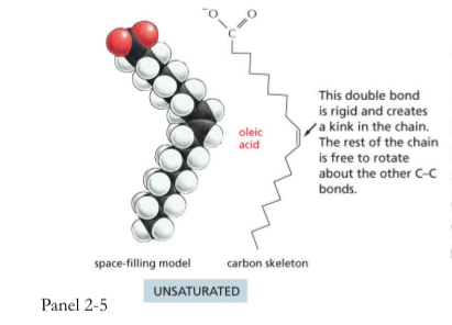 <ul><li><p>unsaturated</p><ul><li><p>This double bond is rigid and creates a kink and bending in the chain. The rest of the chain is free to rotate about the the other C-C bonds</p></li><li><p>They can’t pack as tightly.</p></li><li><p>Important in plasma membrane where things need to move around</p></li><li><p>Liquid state</p></li></ul></li></ul><p></p>