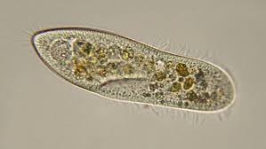 <p><strong>Phylum Ciliophora (Ciliates)</strong></p>