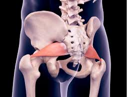 <p>origin: anterior surface of sacrum</p><p>insertion: greater trochanter of femur</p>