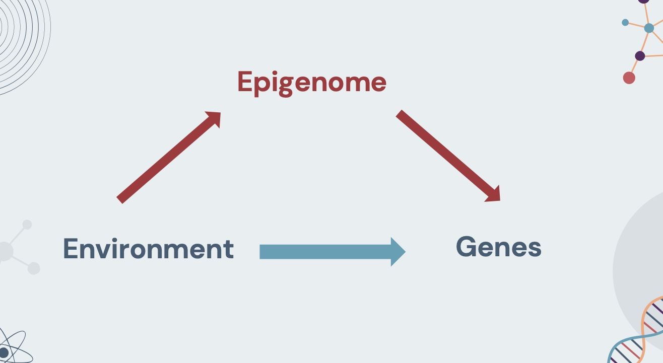 <p>chemical compounds that tell the genome what to do</p>